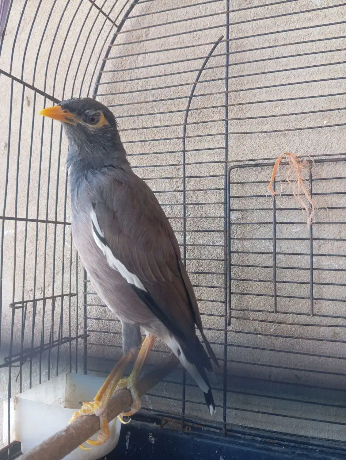 فروش یا معاوضه با طوطی|پرنده|بندرعباس, |دیوار