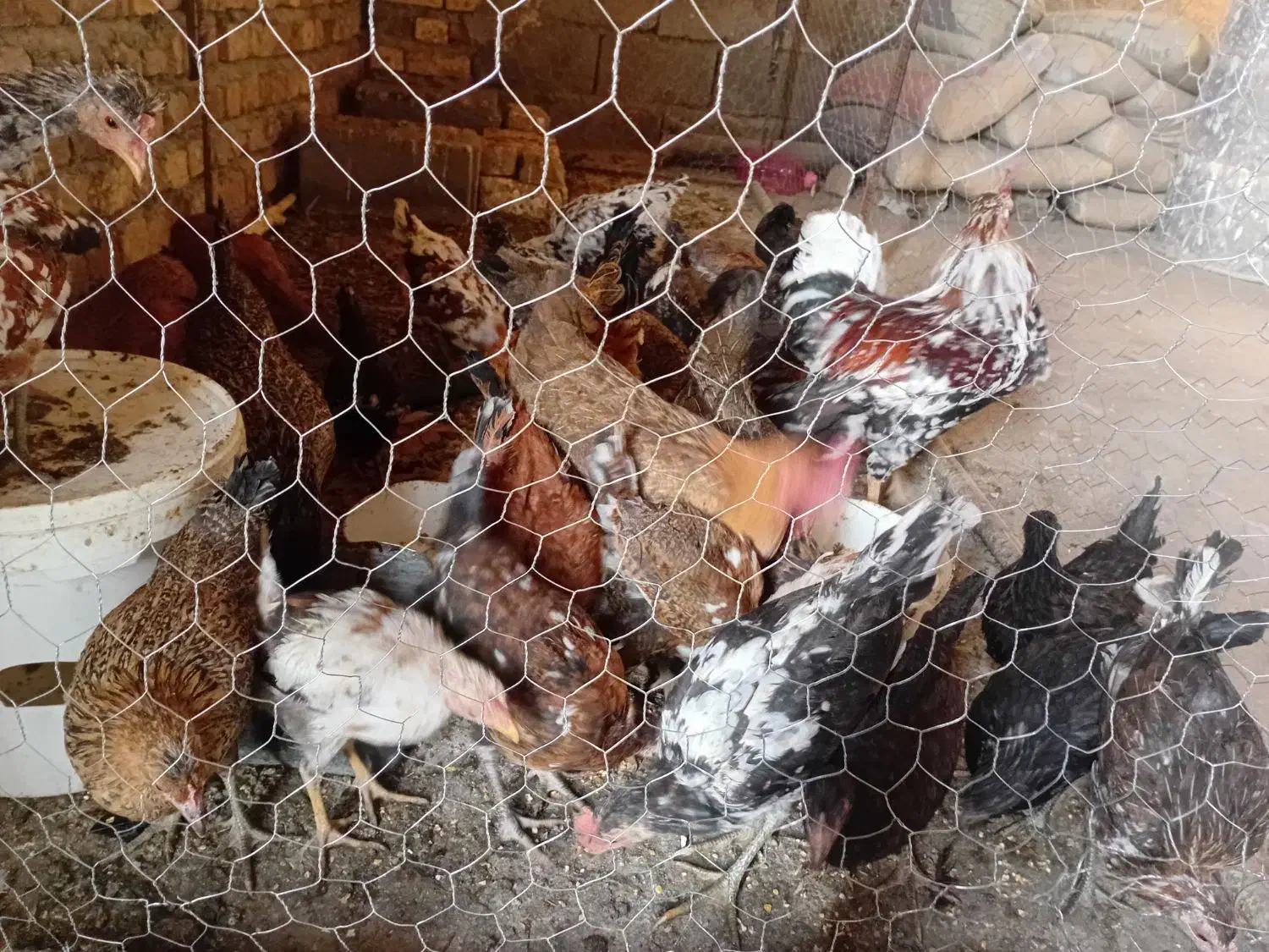 پرنده|حیوانات مزرعه|سیلاخور, |دیوار