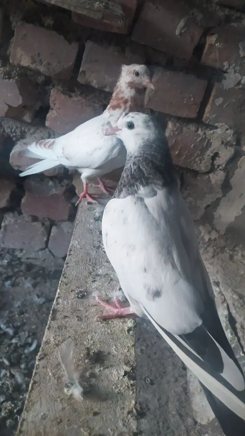 جوجه کبوتر فروشی|پرنده|کاشان, فاز ۲ ناجی آباد|دیوار