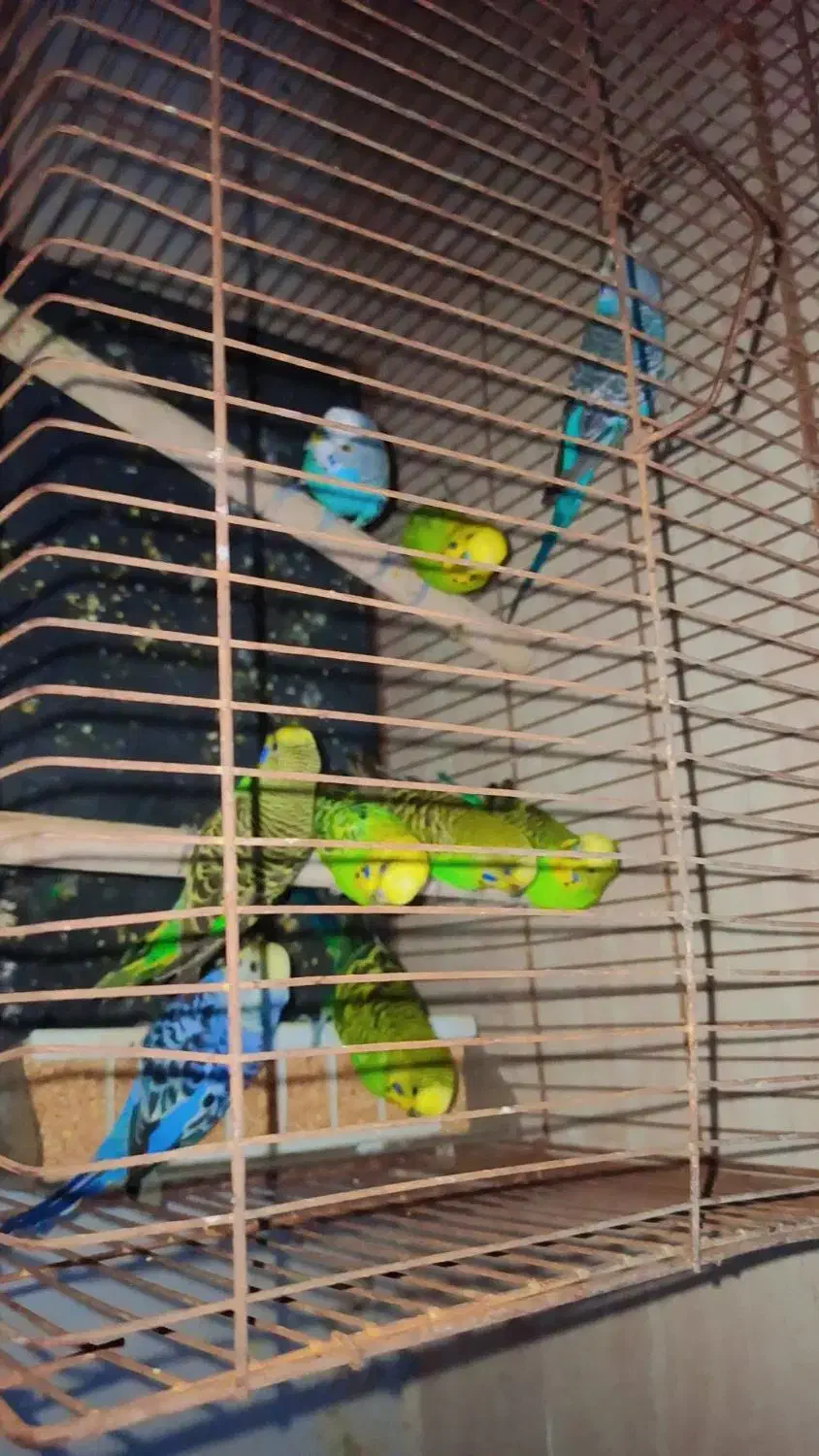 مرغ عشق|پرنده|شیراز, کرونی(خاتونک)|دیوار