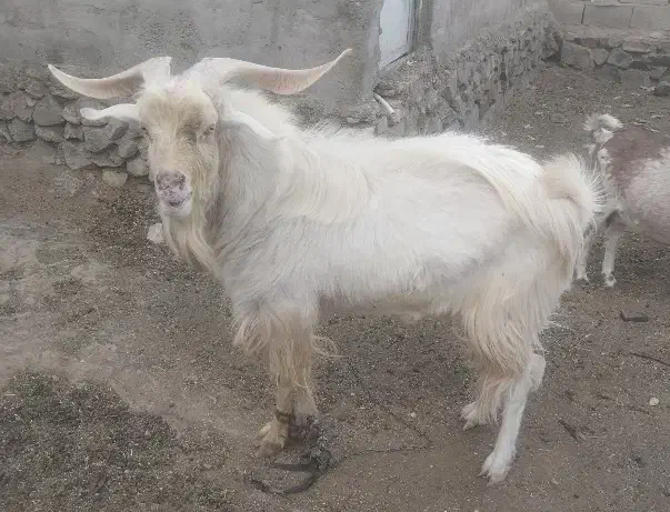 چبش سانن|حیوانات مزرعه|نهبندان, |دیوار