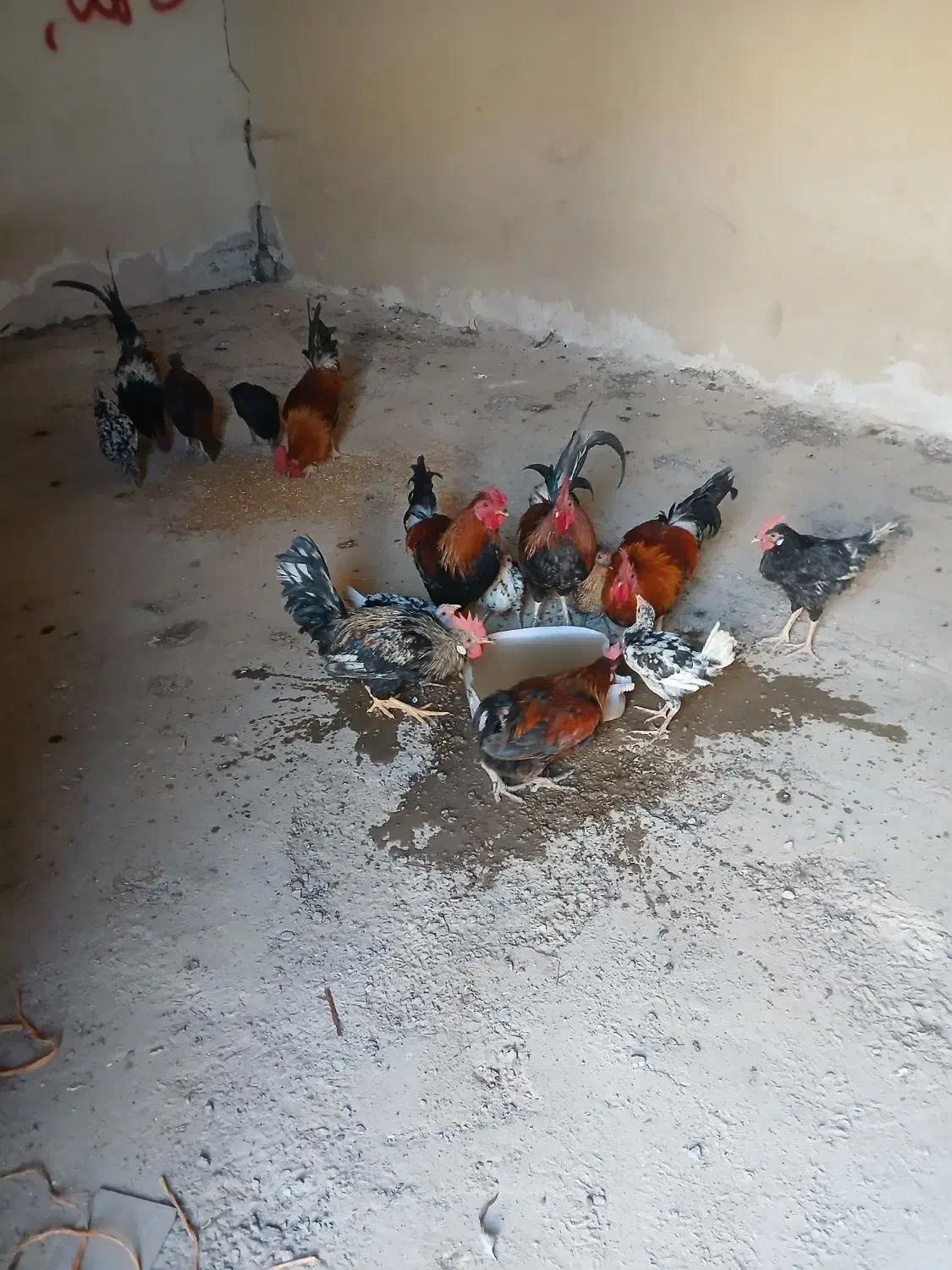 خروس عربی|حیوانات مزرعه|باوی, |دیوار