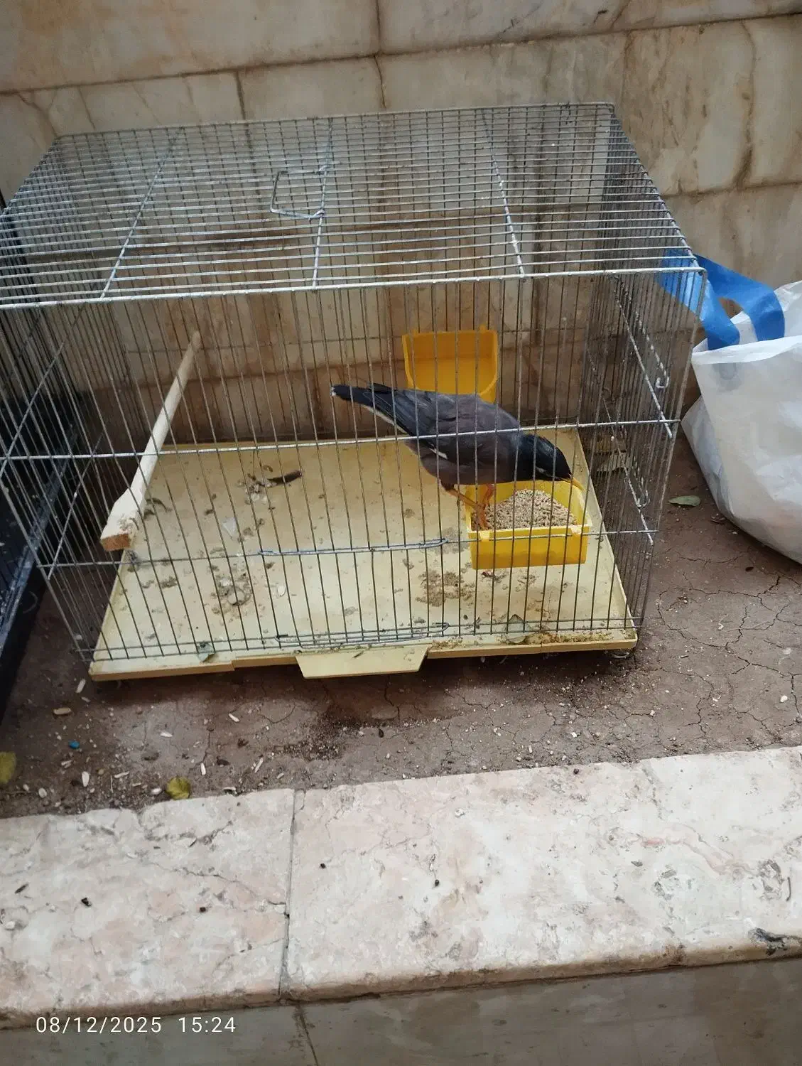 مرغ مینا و دوعدد عروس مرغ مینا سخن گو|پرنده|قم, شهرک مهدیه (مدرس)|دیوار