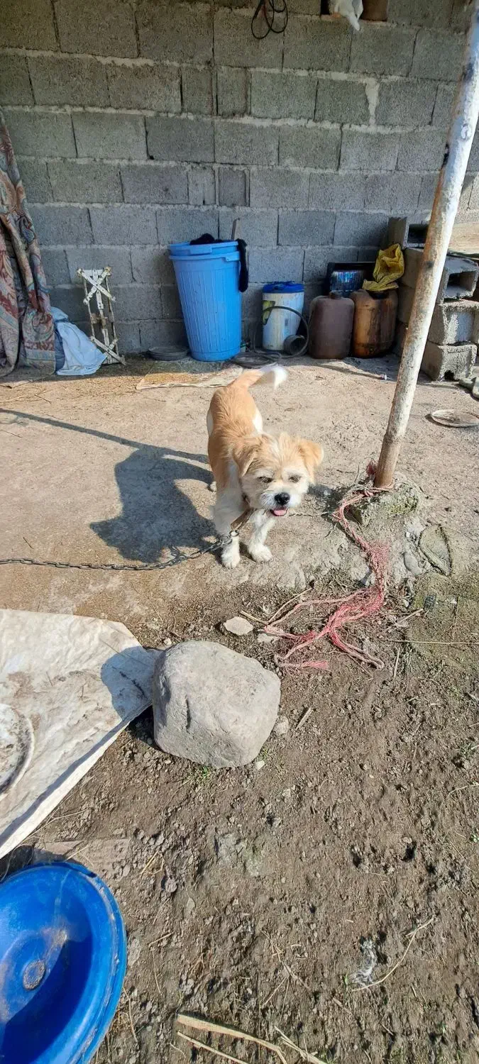 سگ شیتزو ماده اماده جفت گیری|سگ|ماسال, |دیوار