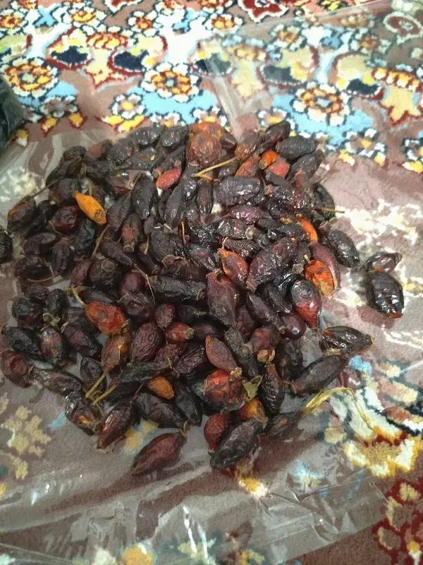 میوه گل نسترن|خوردنی و آشامیدنی|رشت, عینک|دیوار