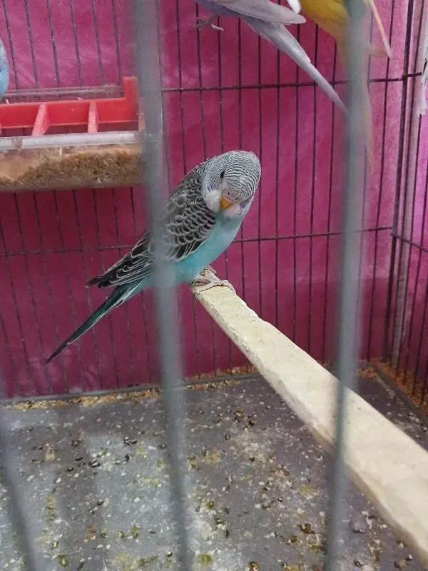 ۳عدد مرغ عشق|پرنده|بروجرد, |دیوار