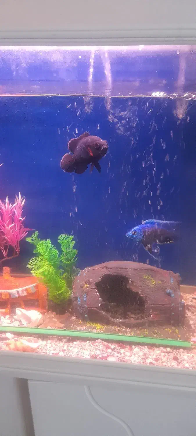 ماهی|ماهی|زاهدان, |دیوار