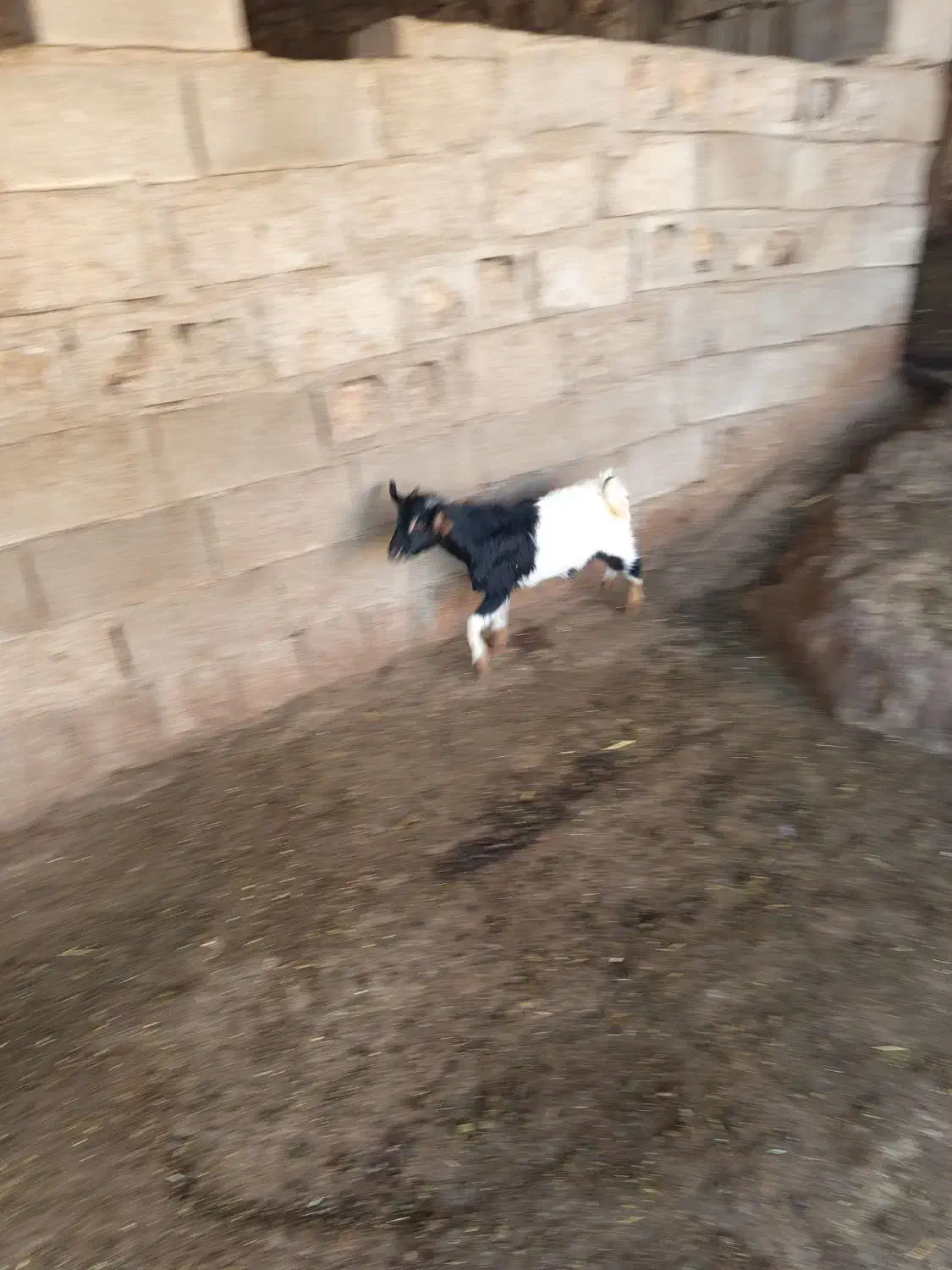 1راسکهره|حیوانات مزرعه|دهدشت, |دیوار