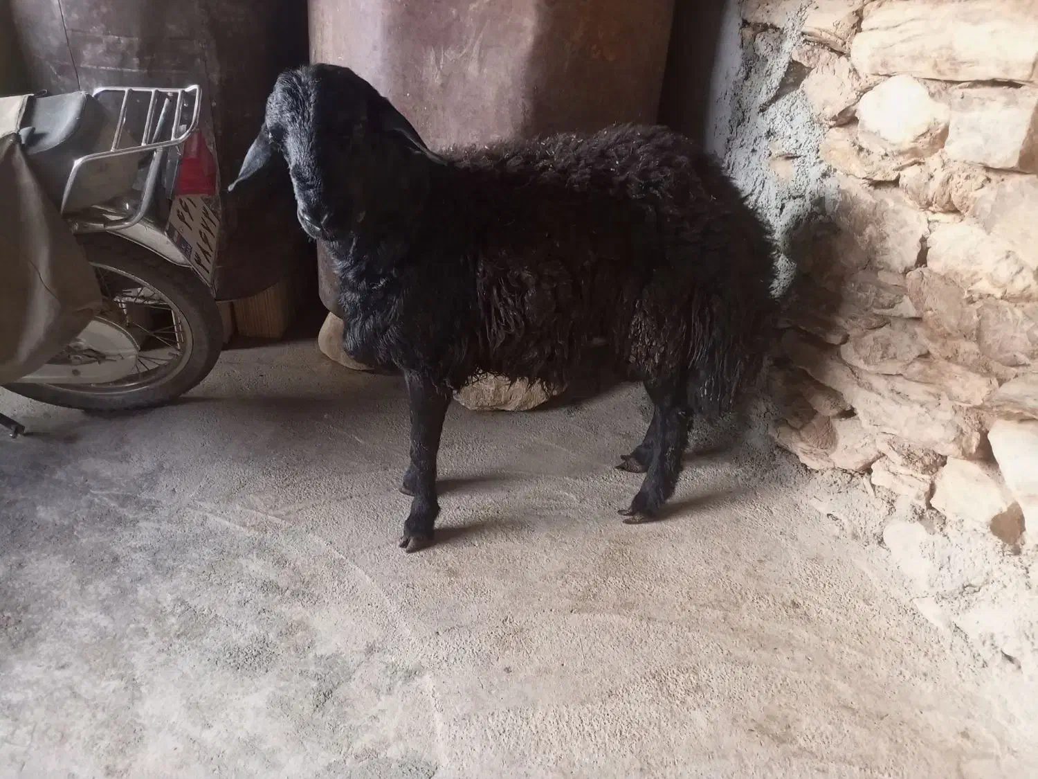 کاور بران جوان|حیوانات مزرعه|مریوان, |دیوار