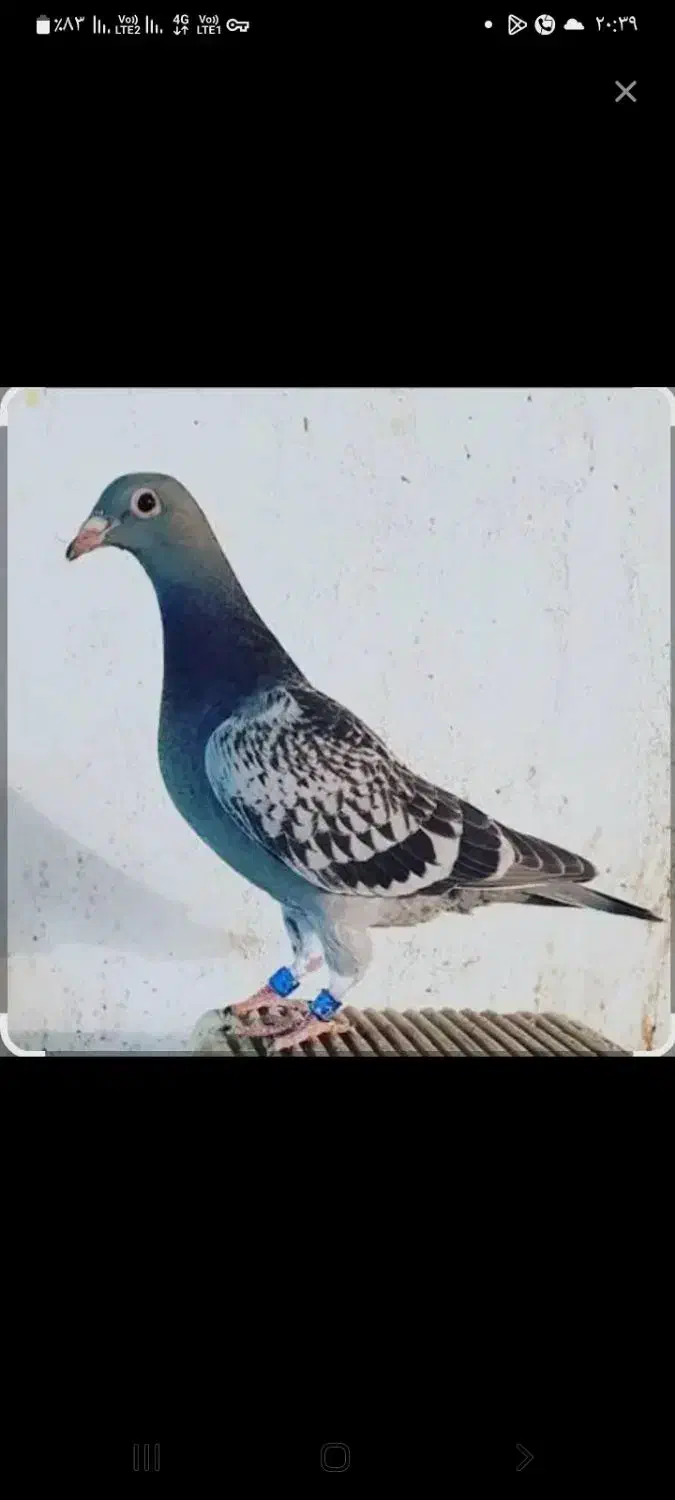 کبوتر|حیوانات|اهواز, کوی باهنر|دیوار