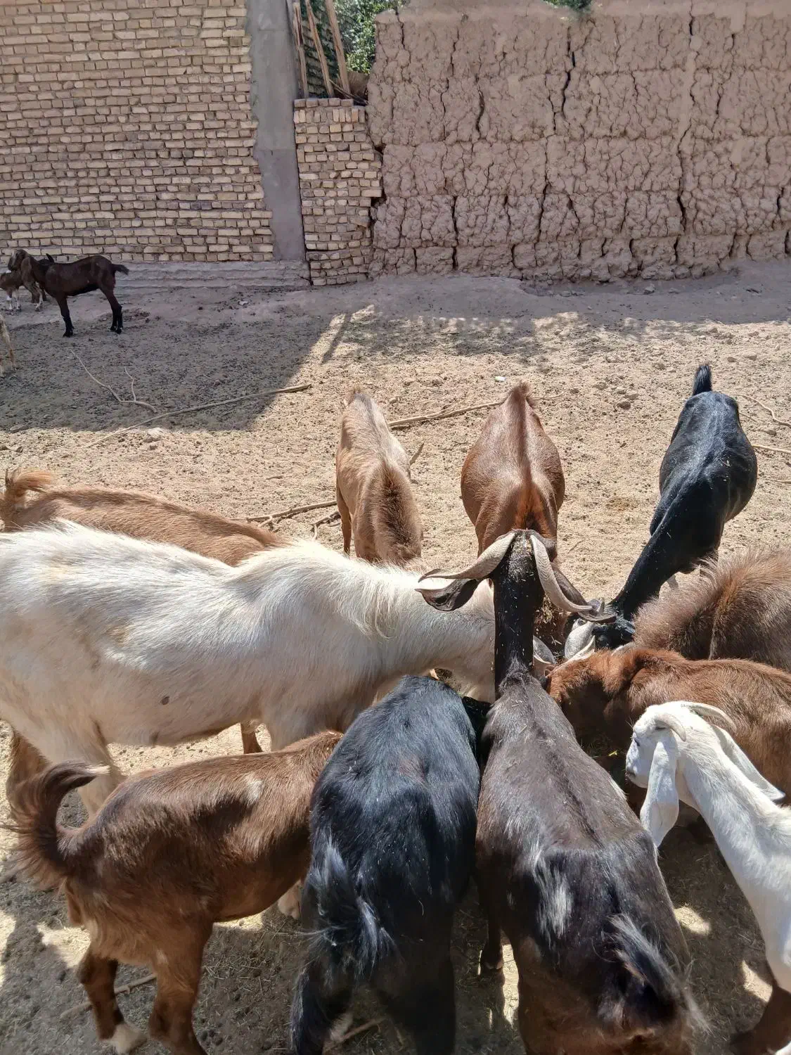 کره چپش ماده ونر کم سن و سال مال بز خودم|حیوانات مزرعه|میبد, |دیوار