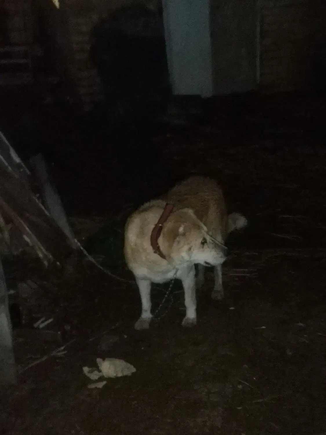 سگ گله|سگ|شهرضا, |دیوار