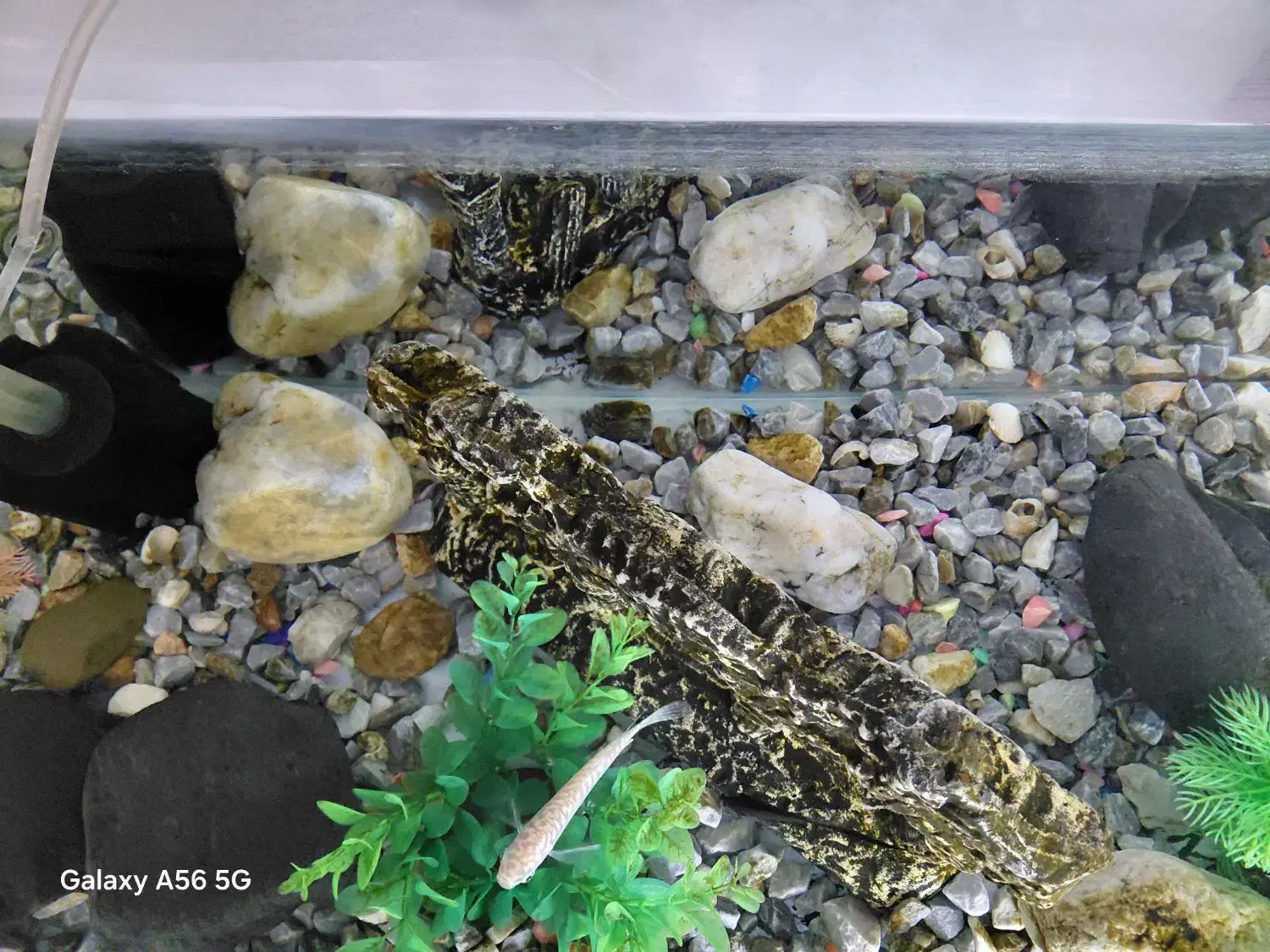 اکواریوم ماهی با تموم متعلقات|ماهی|تویسرکان, |دیوار