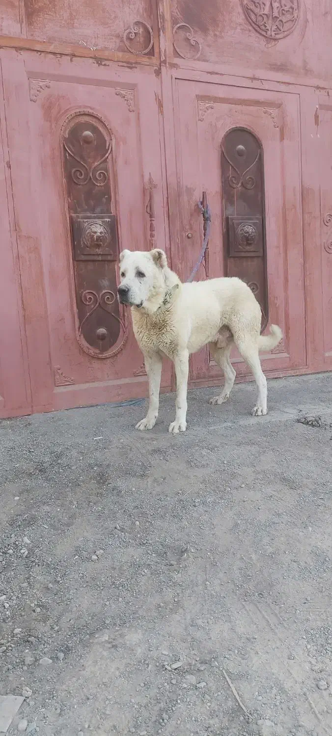 سگ سرابی نر|سگ|تهران, شهرک دریا|دیوار