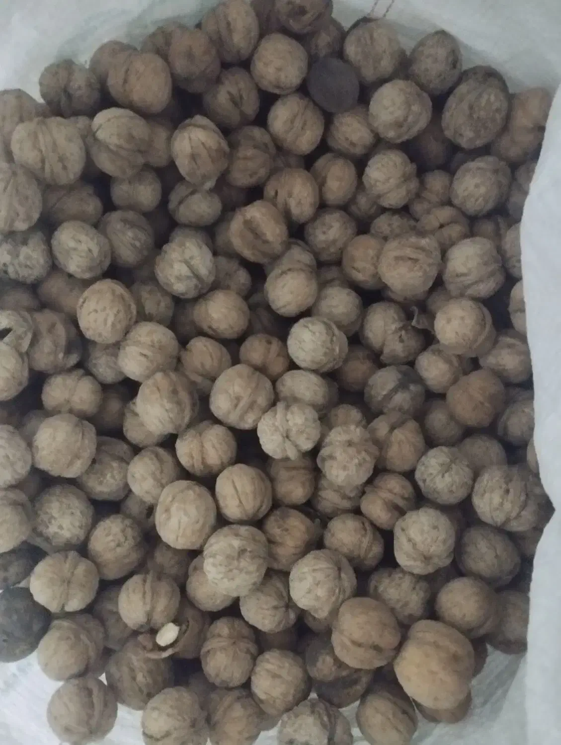 گردوی پر چرب و خوشمزه|خوردنی و آشامیدنی|میانه, |دیوار