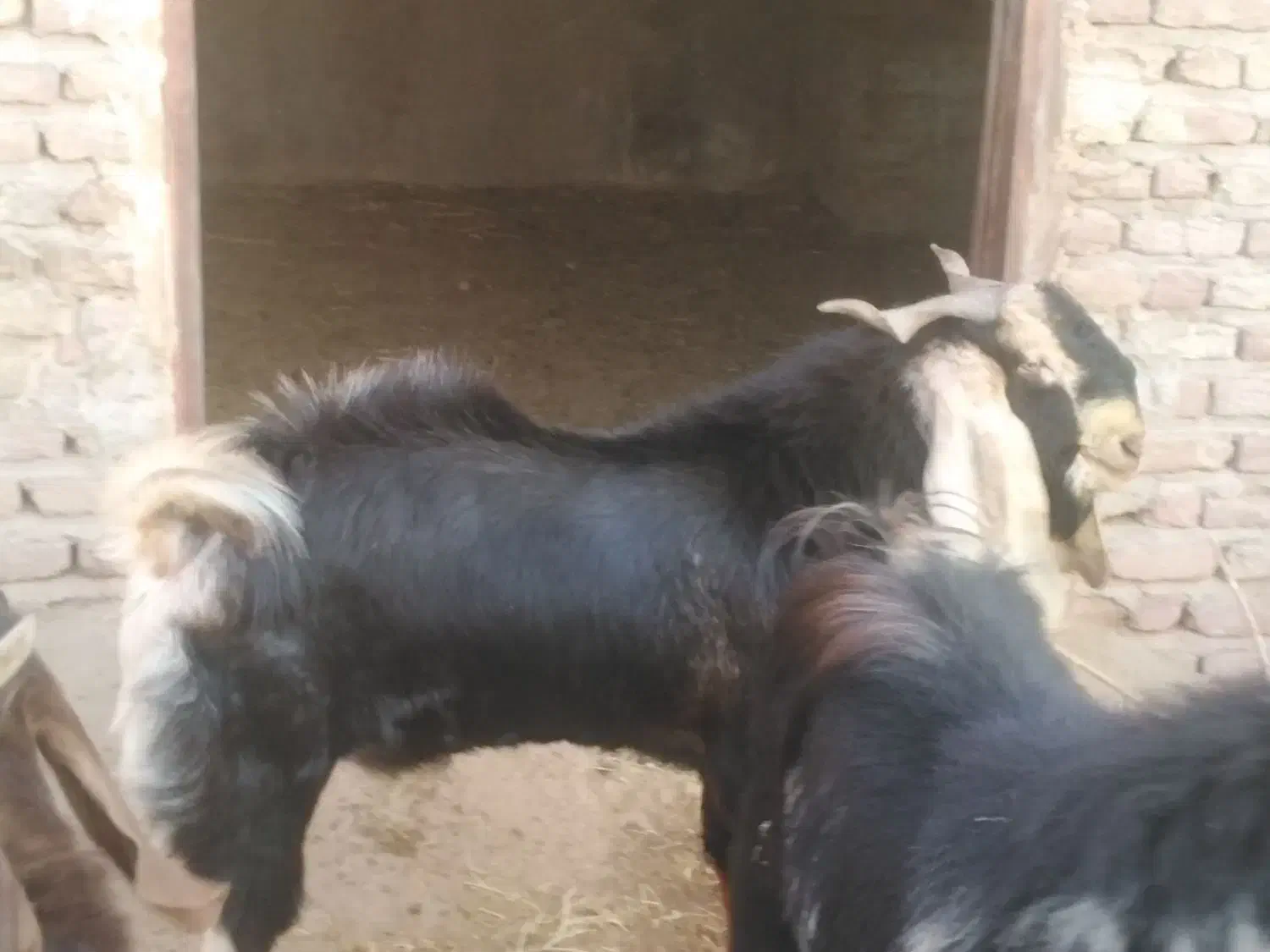 کهری نر چاق|حیوانات مزرعه|کرمان, |دیوار