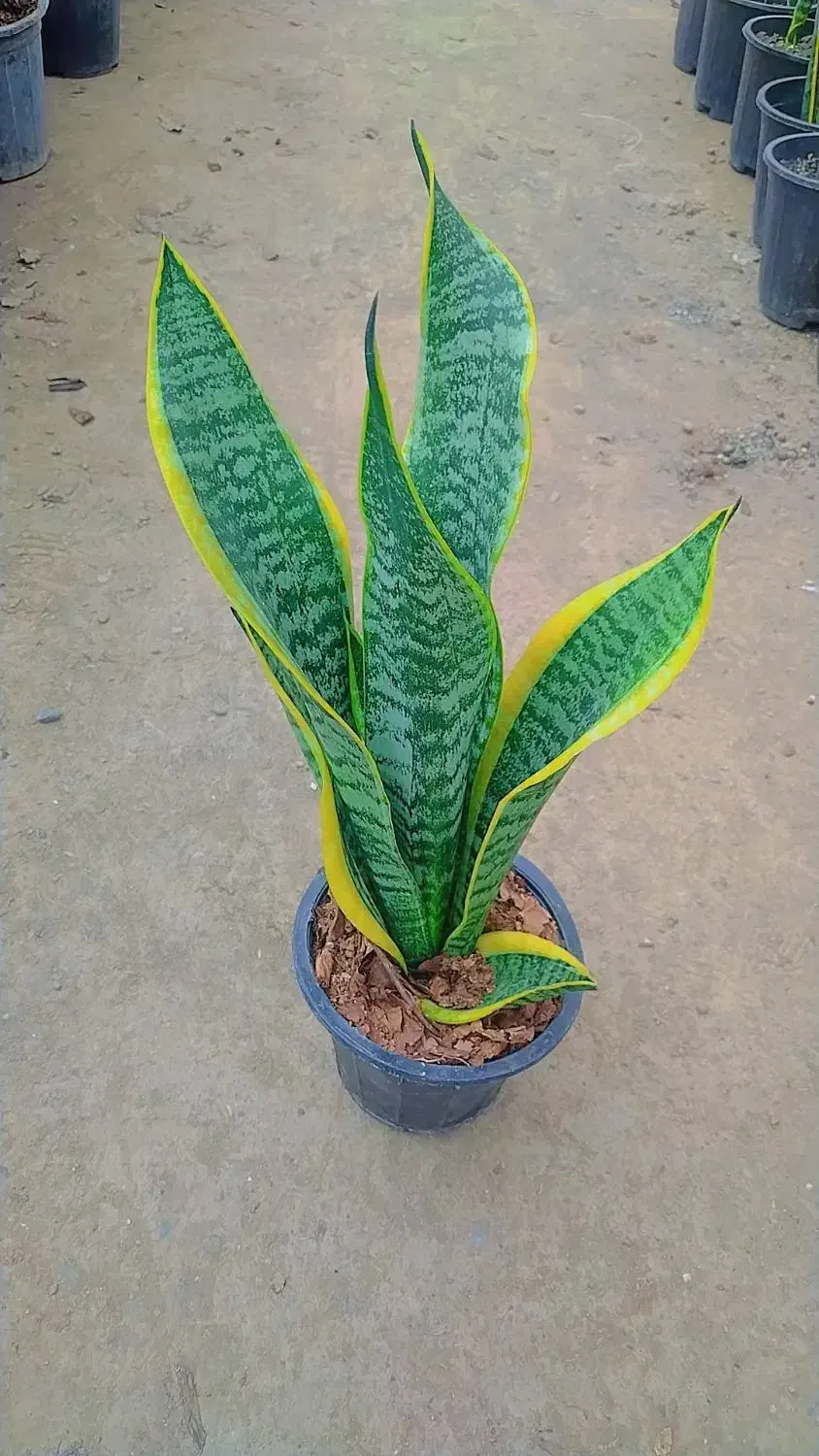 گلهای آپارتمانی|گل و گیاه طبیعی|مشهد, ایثارگران|دیوار