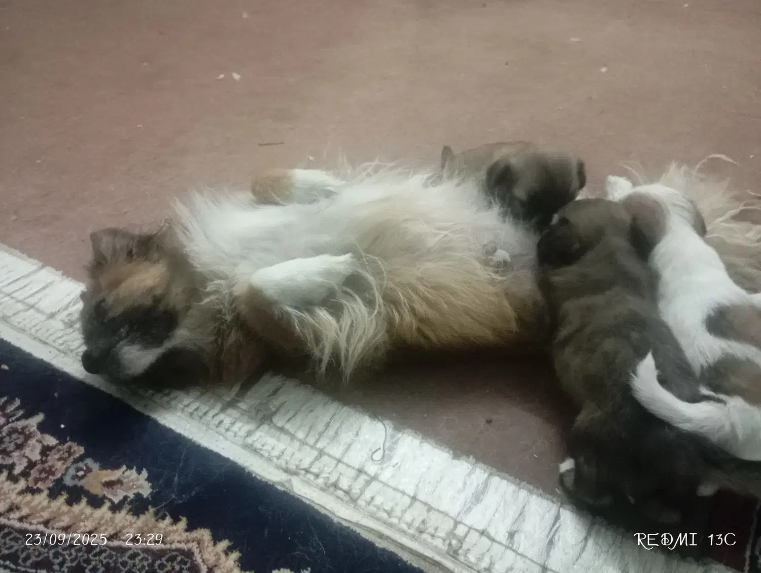 دو عدد توله سگ با نژاد خاص وسه عدد سگ ماده|سگ|حمیدیا, |دیوار