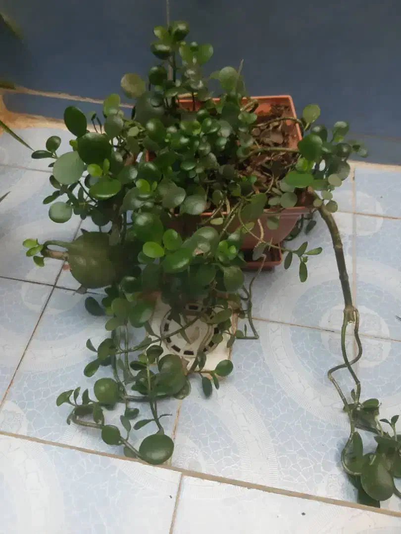 تعدادی گل طبیعی|گل و گیاه طبیعی|یاسوج, |دیوار