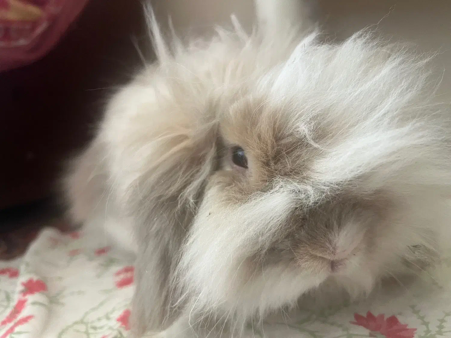 خرگوش لپی|موش و خرگوش|خمینی‌شهر, |دیوار