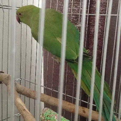 طوطی ملنگو|پرنده|اسدآباد, |دیوار