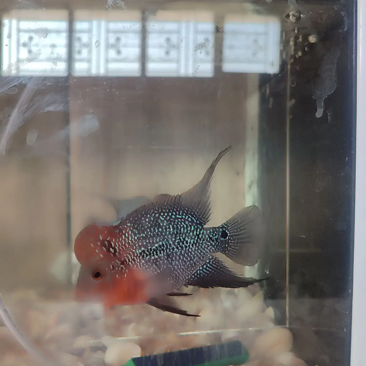 فلاور بهترین نژاد|ماهی|تربت جام, شهید نصرالهی|دیوار