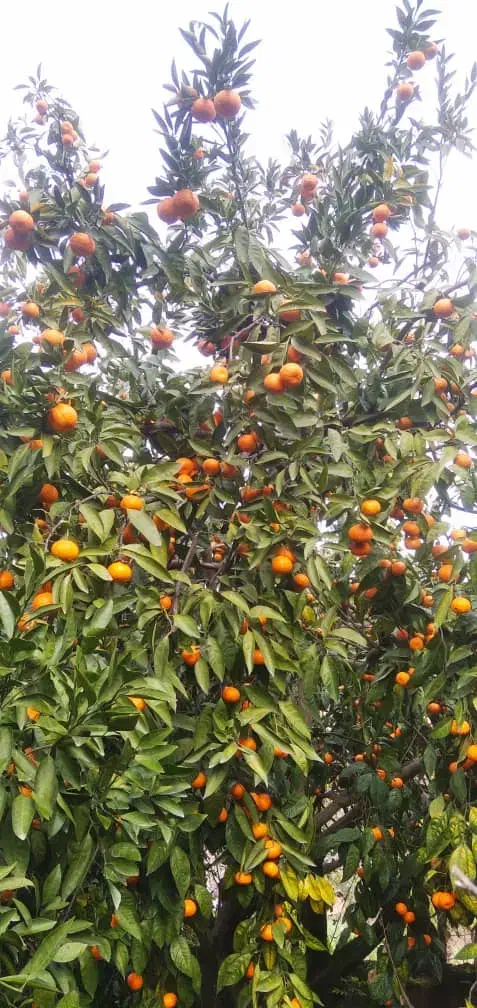 فروش نارنگی محلی در ساری|خوردنی و آشامیدنی|پایین هولار, |دیوار