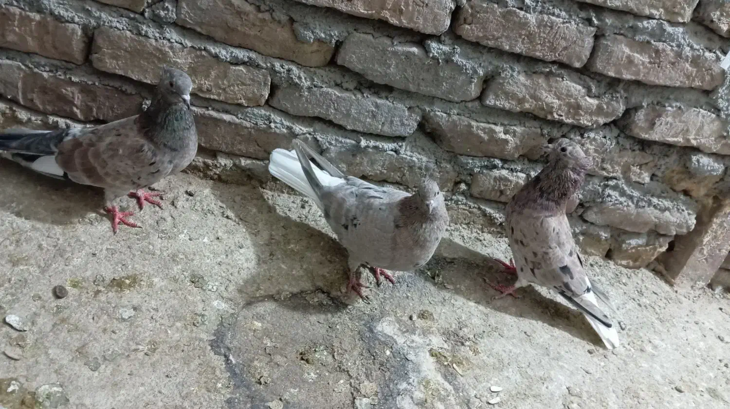 کفتر دم سفید|پرنده|نیشابور, مازول|دیوار