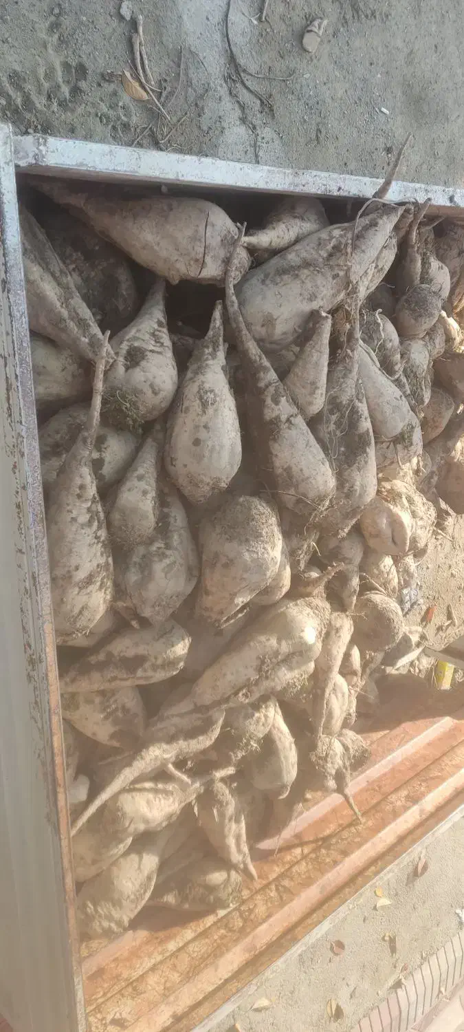 چغندر|عمده‌فروشی|سلماس, |دیوار