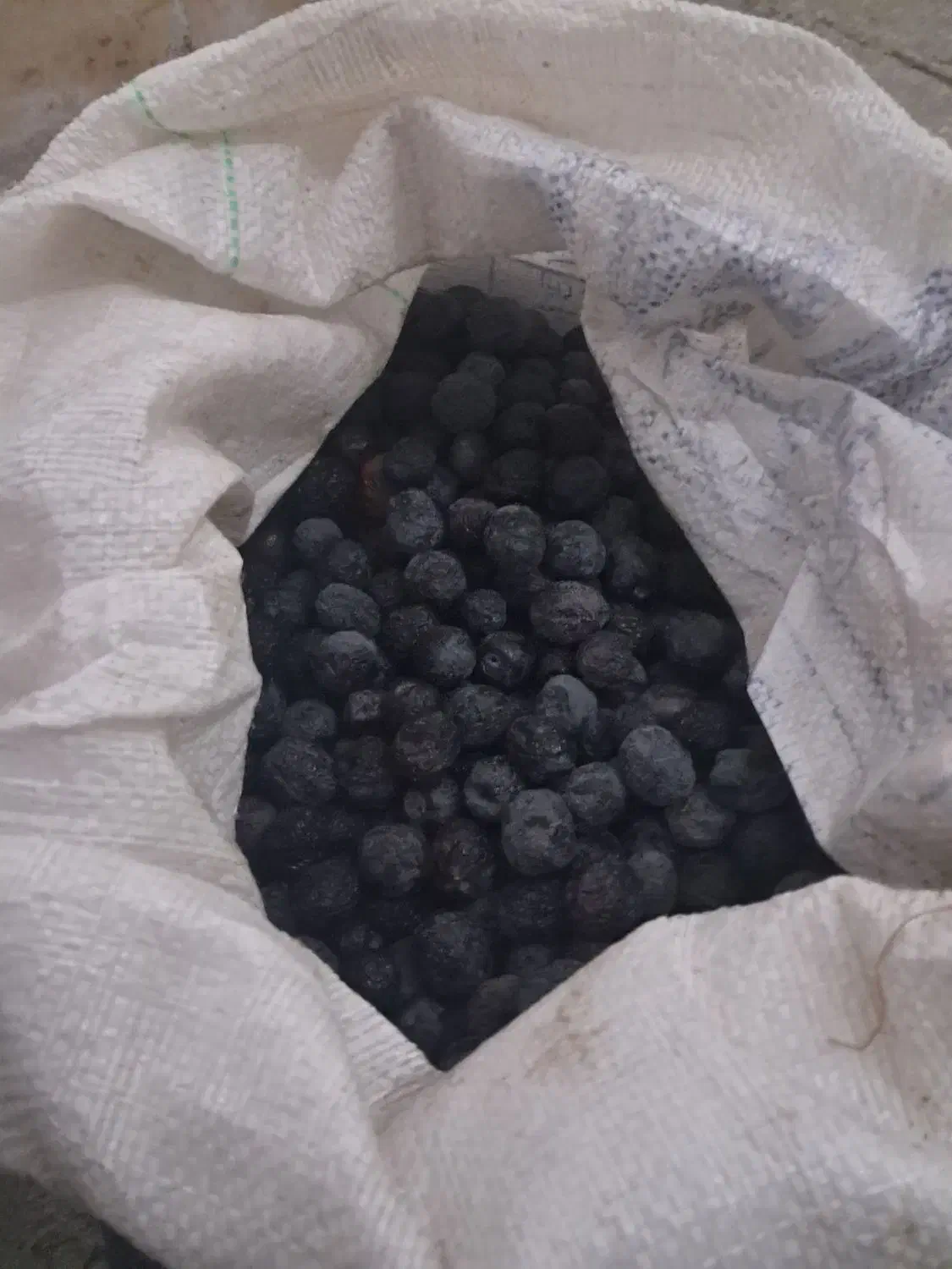 زیتون سیاه روغنی  روغنگیری|خوردنی و آشامیدنی|شیراز, دلگشا|دیوار