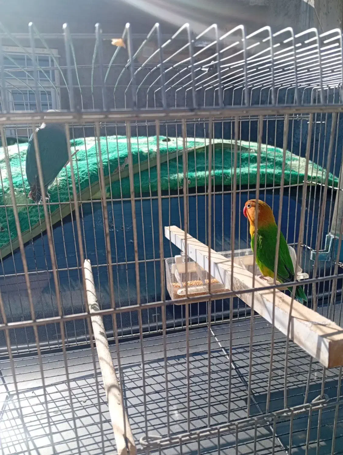 فقط دومیلیون وپانصد تومن|پرنده|یاسوج, |دیوار