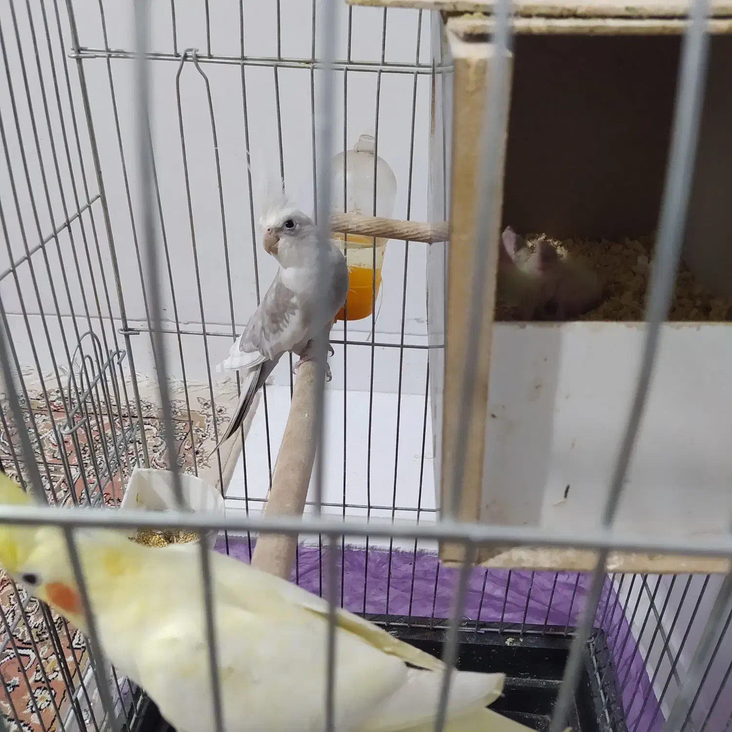 عروس نر ماده مولد|پرنده|کرمان, |دیوار