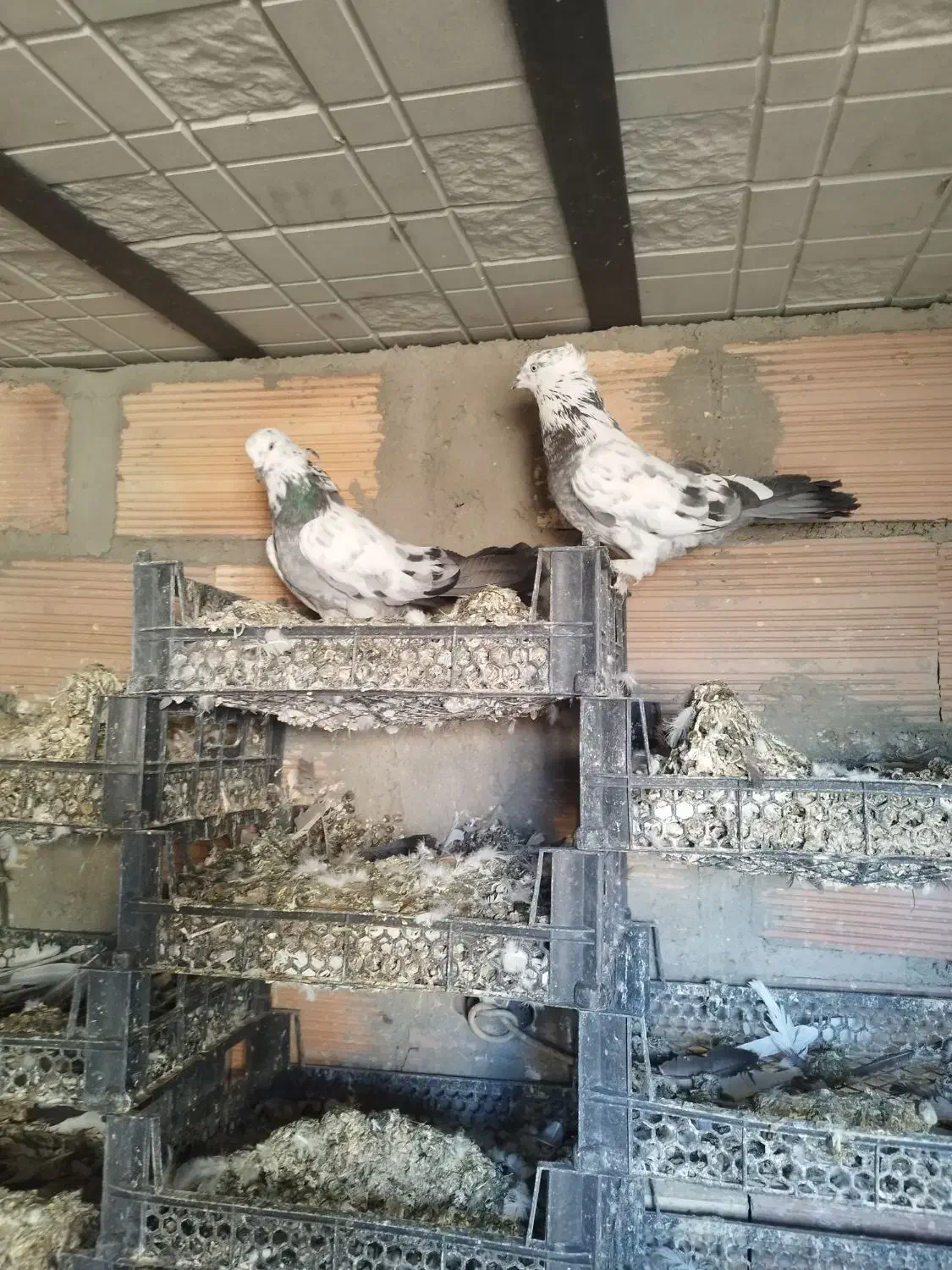 کبوتر گو بالی قره|پرنده|میاندوآب, |دیوار