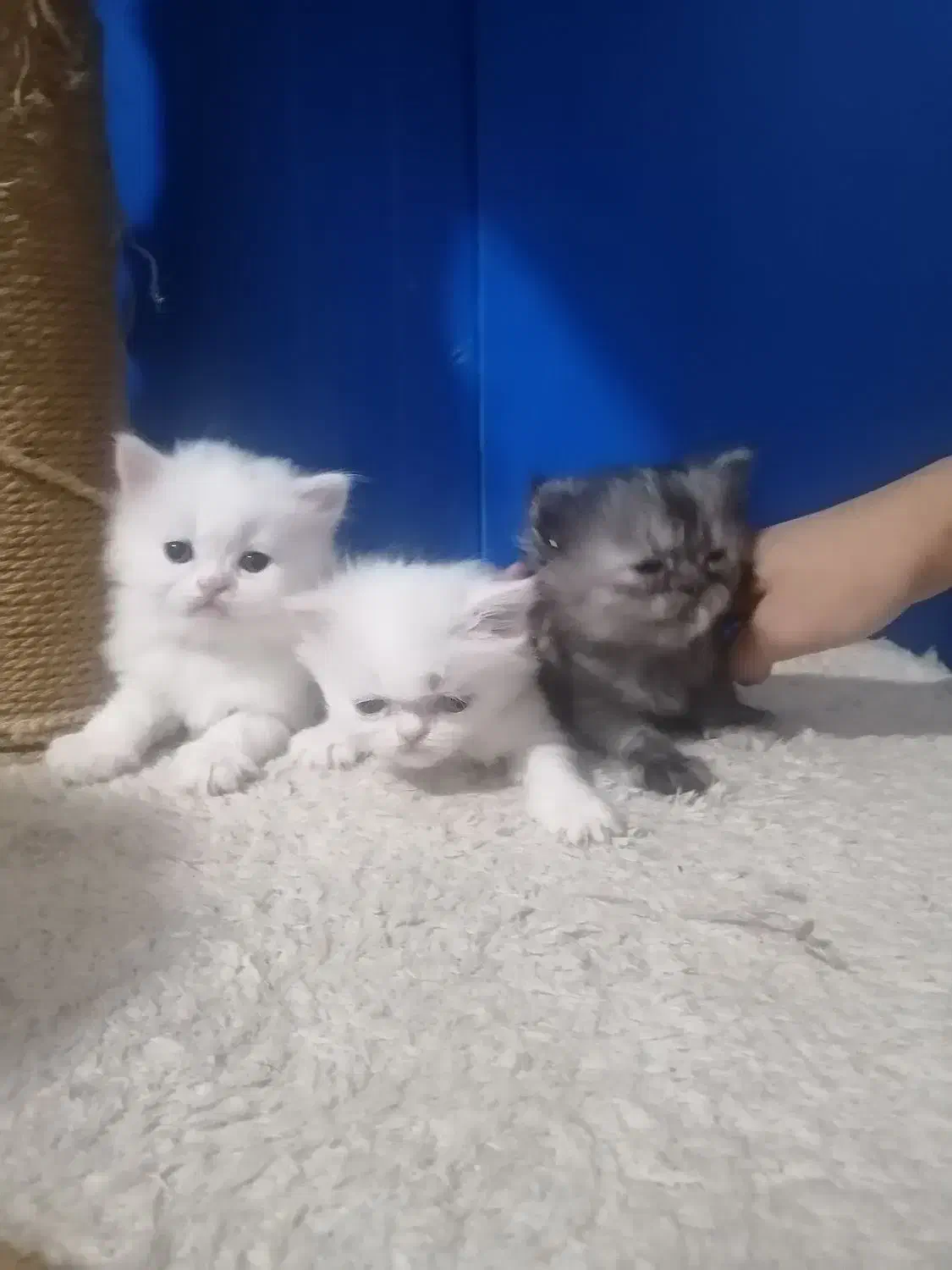 گربه پرشین|گربه|کرمانشاه, |دیوار