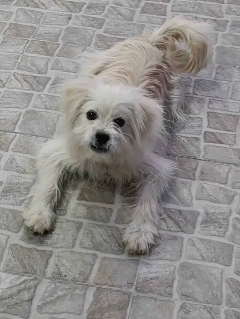 سگ پامر ۸ ماهه واگذار میگردد|سگ|سیرجان, |دیوار