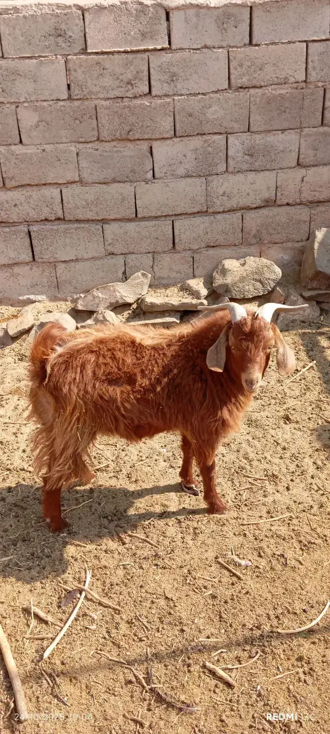 بزغاله دورگه|حیوانات مزرعه|گزیک, |دیوار