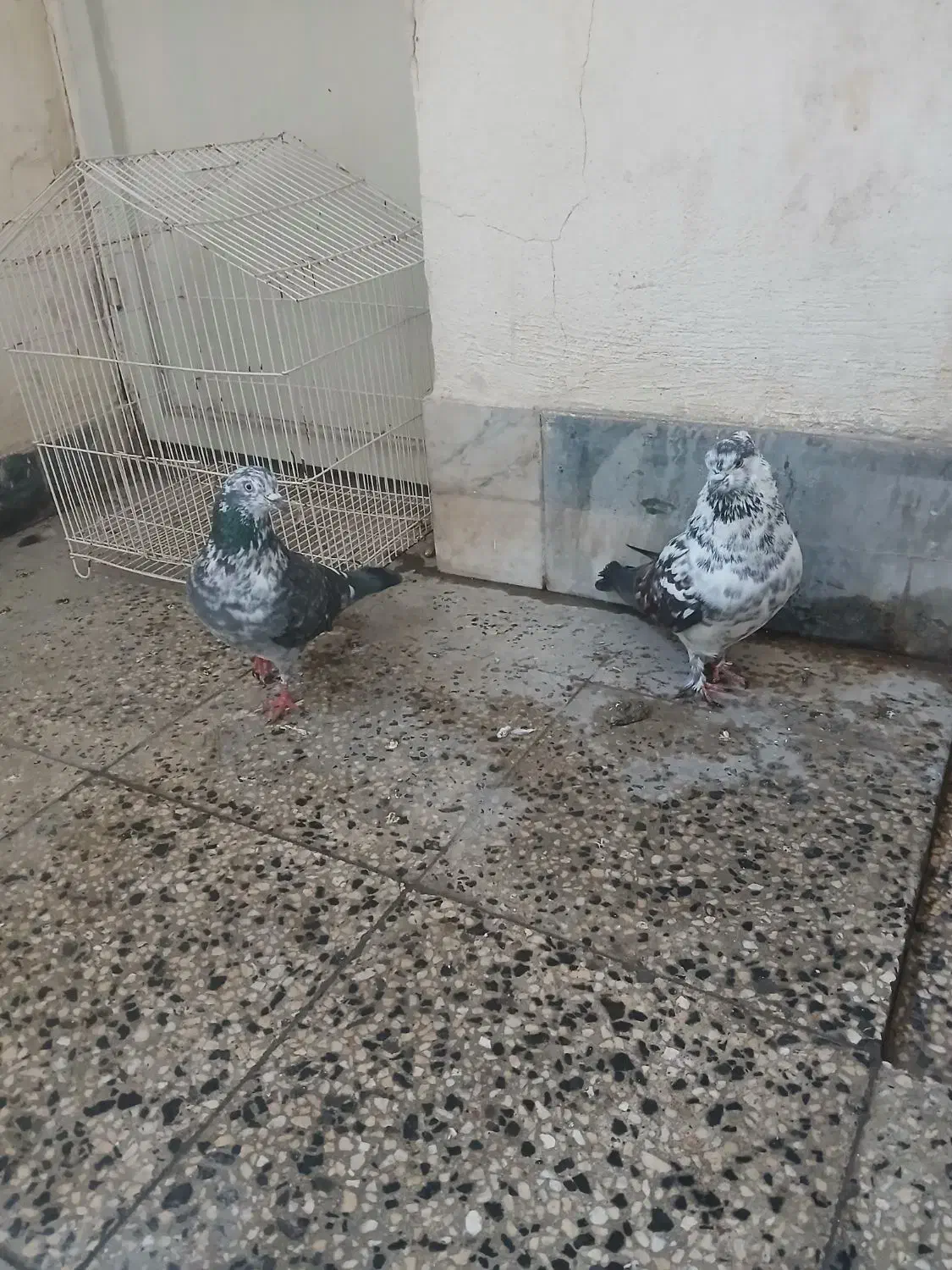 کبوتر پرشی|پرنده|نوشهر, |دیوار