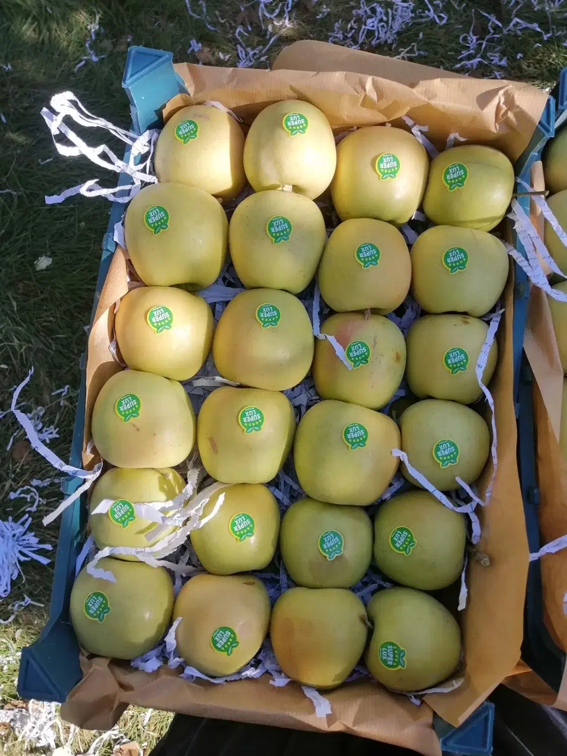 فردس نهال تضمینی|گل و گیاه طبیعی|اصفهان, امامزاده اسماعیل|دیوار