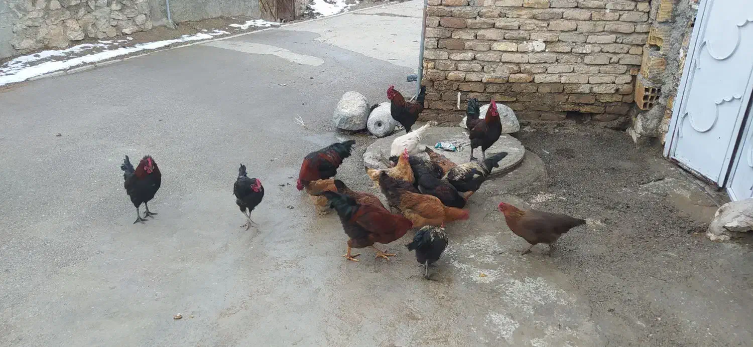 خروس|حیوانات مزرعه|طرقبه, |دیوار