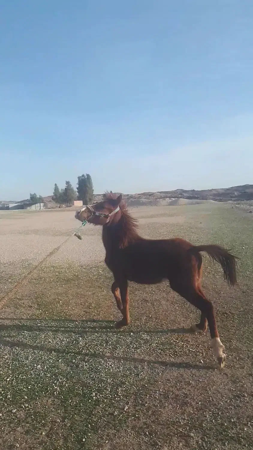 اسب|اسب و تجهیزات اسب‌سواری|اندیمشک, |دیوار