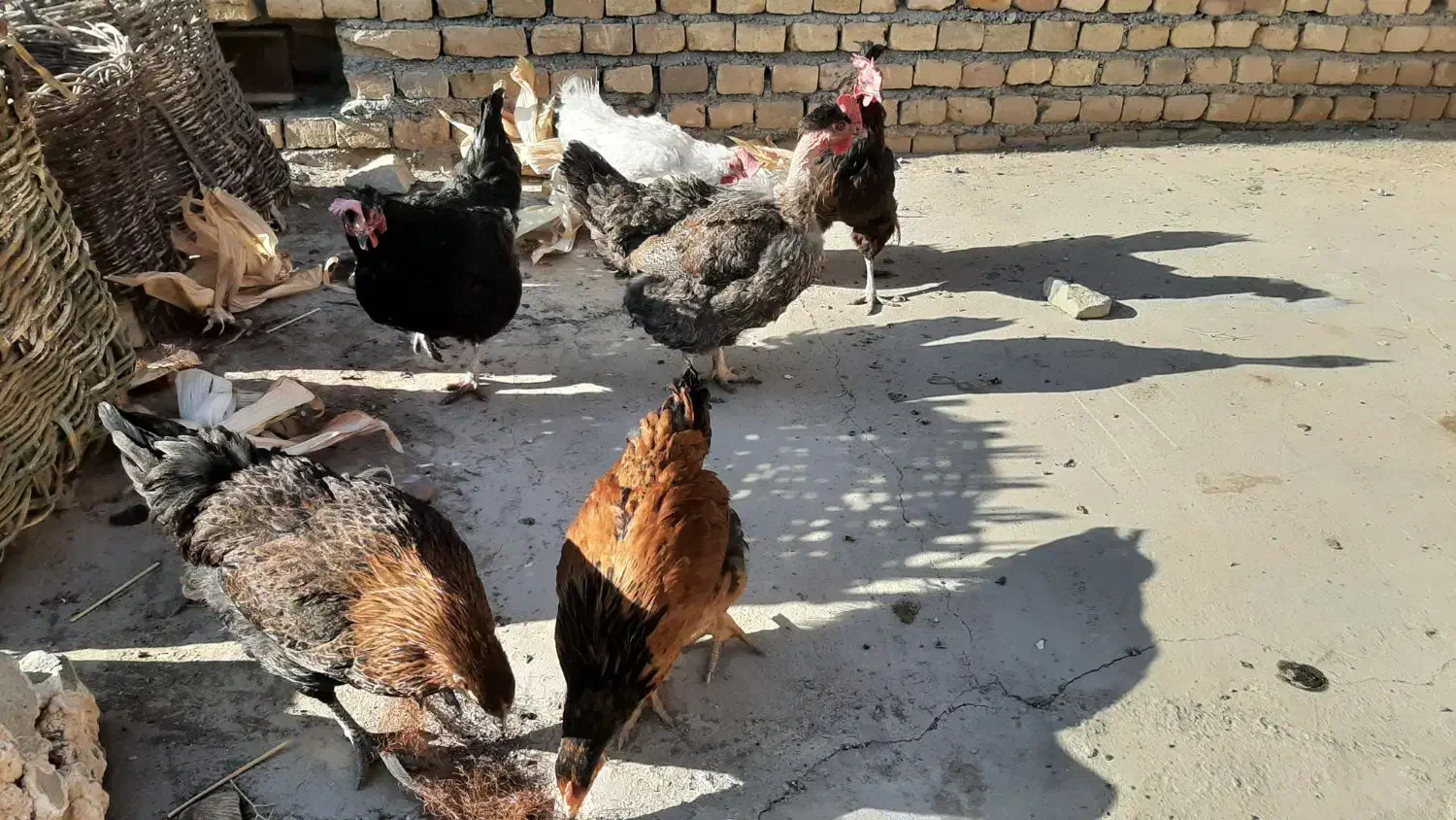 مرغ محلی|حیوانات مزرعه|سبزوار, امیر کبیر|دیوار