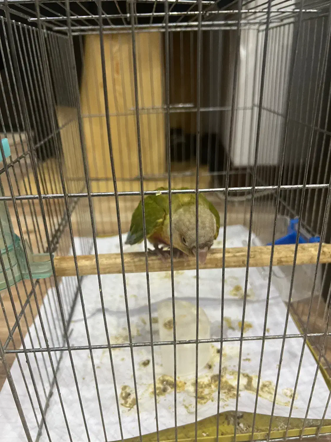 طوطی گرین چیک|پرنده|تهران, جمال‌زاده|دیوار