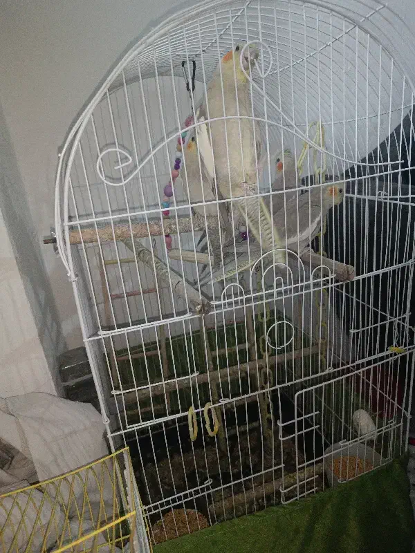 عروس هلندی|پرنده|ری, دیلمان|دیوار