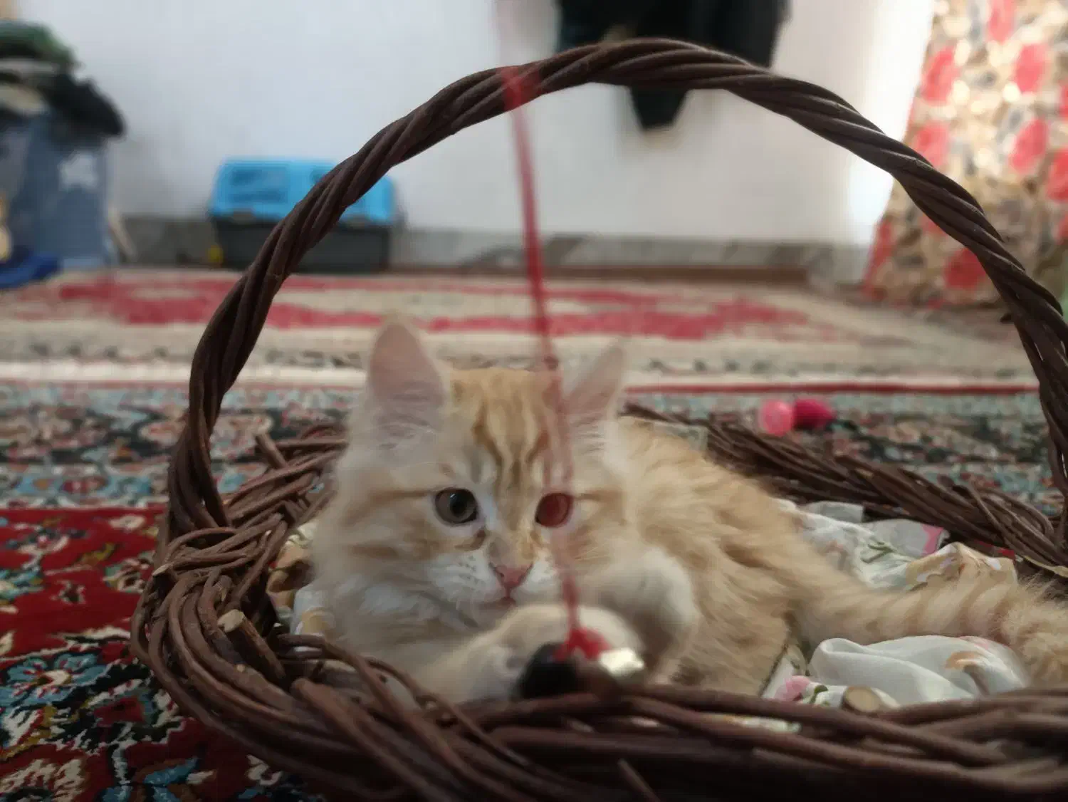 بچه گربه نر|گربه|نجف‌آباد, معرفت|دیوار