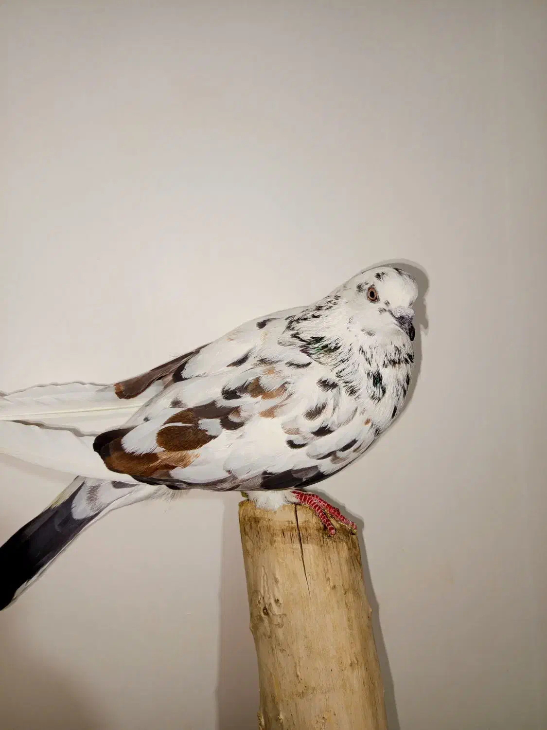 یک عدد کبوتر پرشی|پرنده|چالدران, |دیوار