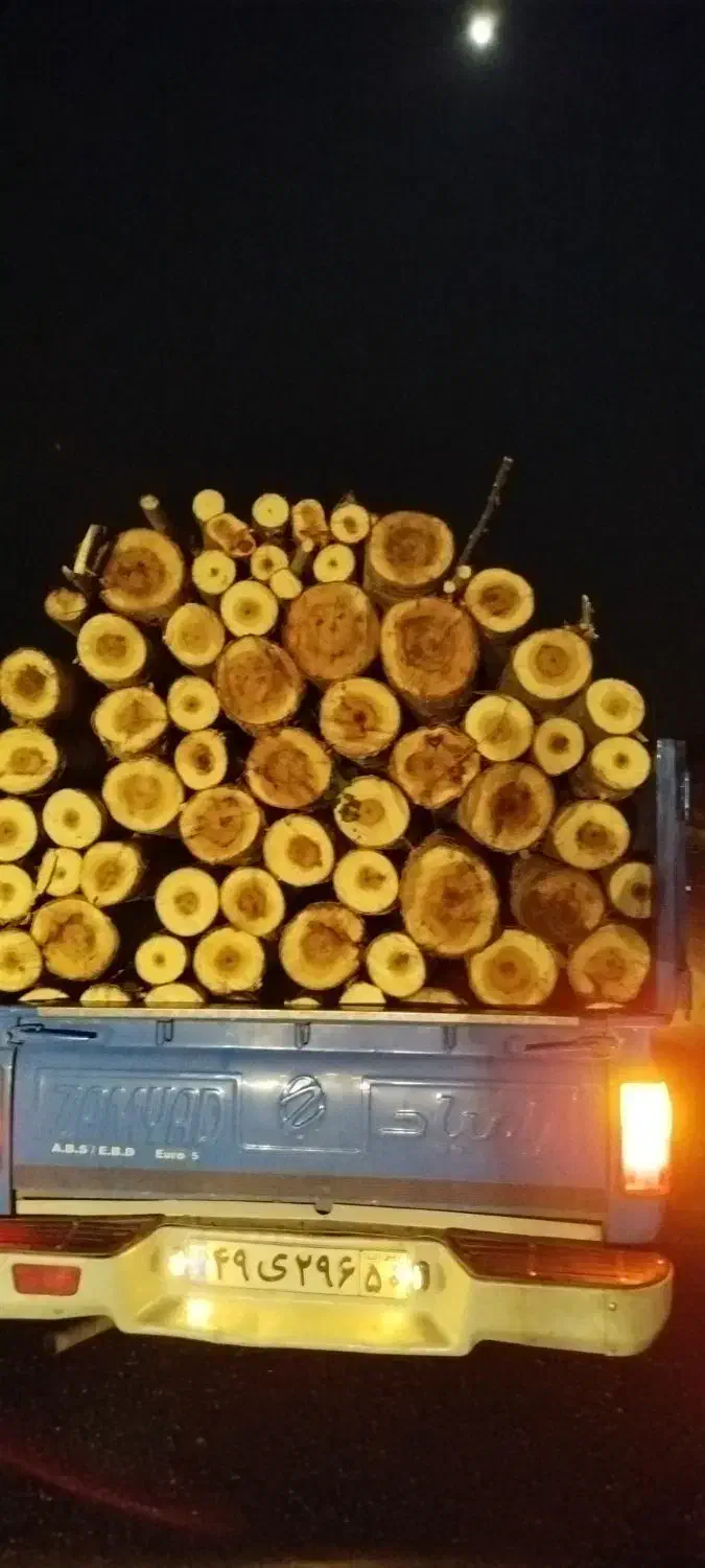 خرید قلمه سوید چنار چوب خشک|خدمات باغبانی و درختکاری|کوراییم, |دیوار