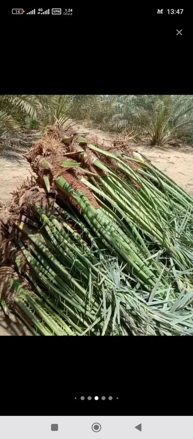 پاجوش نخل خرما با نهال مرکبات|خدمات باغبانی و درختکاری|یزد, |دیوار