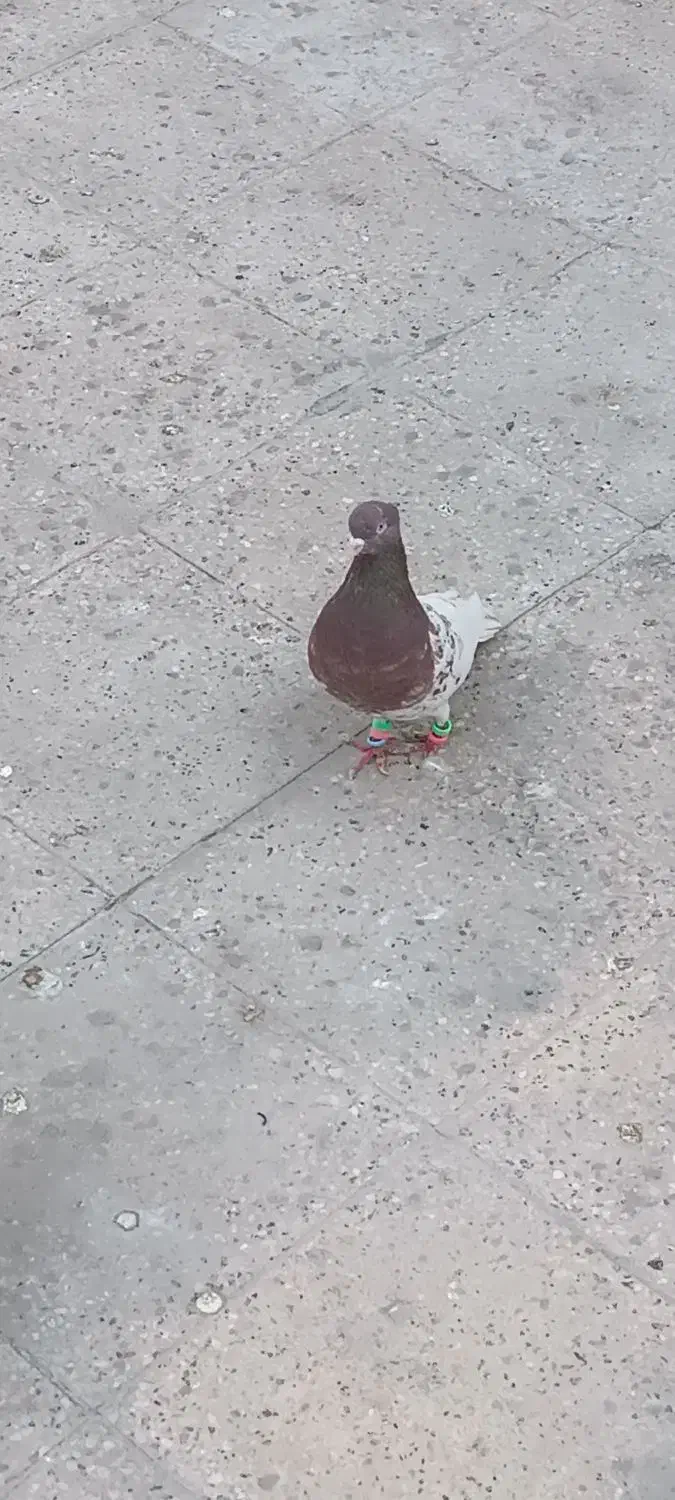 کبوتر|پرنده|مشهد, کوی راد|دیوار