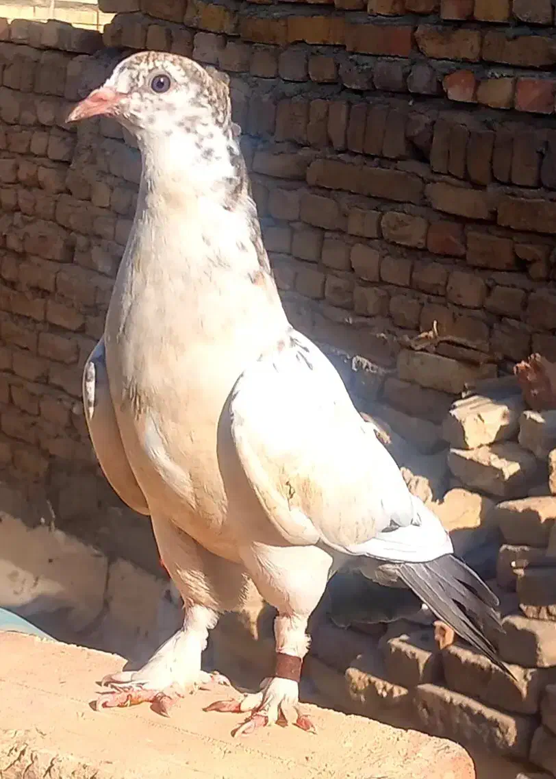 کفتر دم بور|پرنده|قرچک, شهرک صنعتی قرچک|دیوار