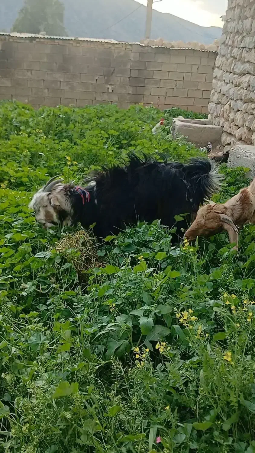 فروش‌تیشتر‌داشتی|حیوانات مزرعه|ایذه, |دیوار